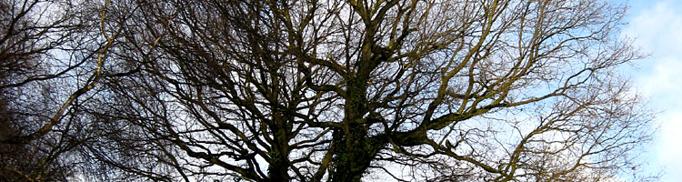Baum im Winter